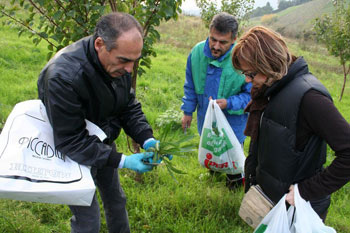 Erbe di Campo