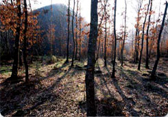 Bosco di Tecchie Bosco di Tecchie